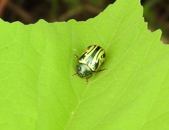 Calligrapha discrepans