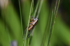 Diceroprocta olympusa