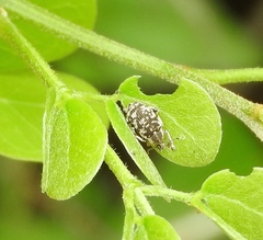 Eucoleocerus conicicollis