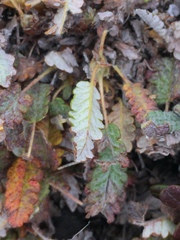 Dryas ajanensis