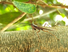 Mantoida maya