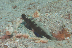 Cryptocentrus fasciatus