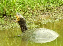 Trachemys ornata