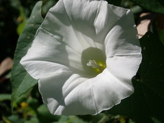 Calystegia sepium angulata