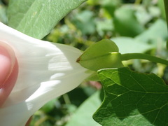 Calystegia sepium angulata