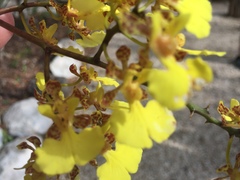 Trichocentrum ascendens