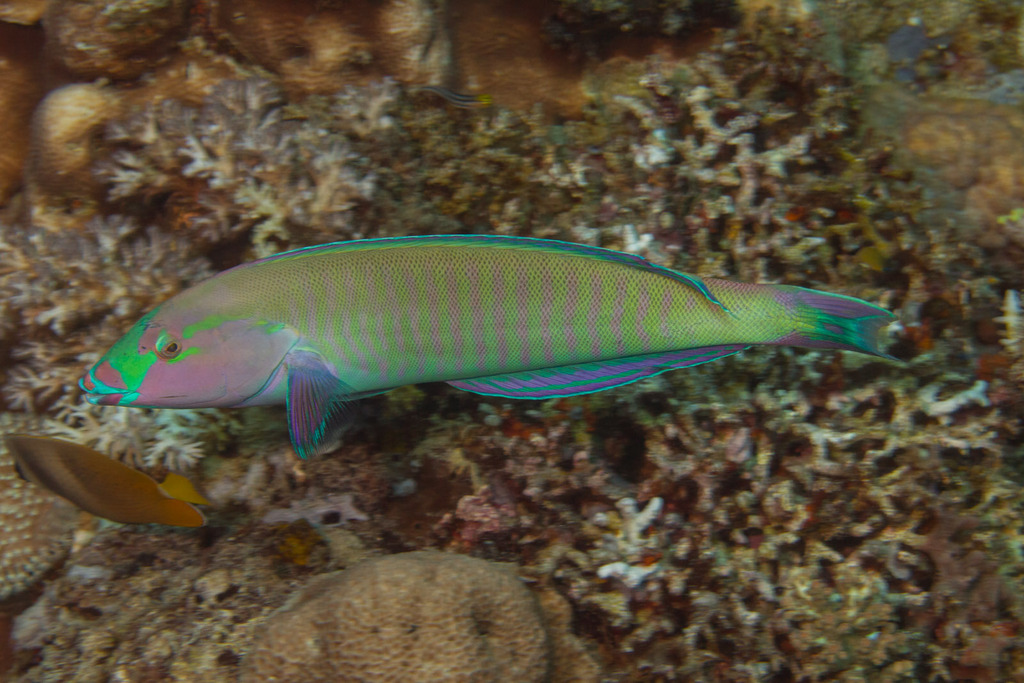Ring Wrasse