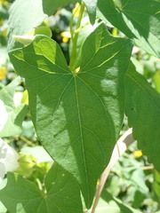 Calystegia sepium angulata