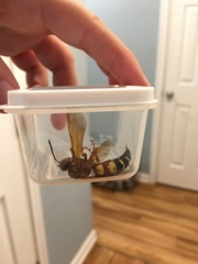 Sphecius