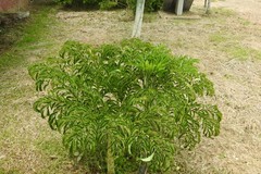 Amorphophallus paeoniifolius