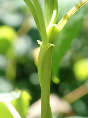 Calystegia sepium angulata