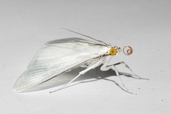 Palpita flegia