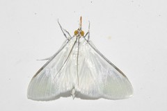 Palpita flegia