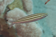 Pterocaesio trilineata