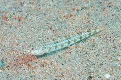 Synodus dermatogenys