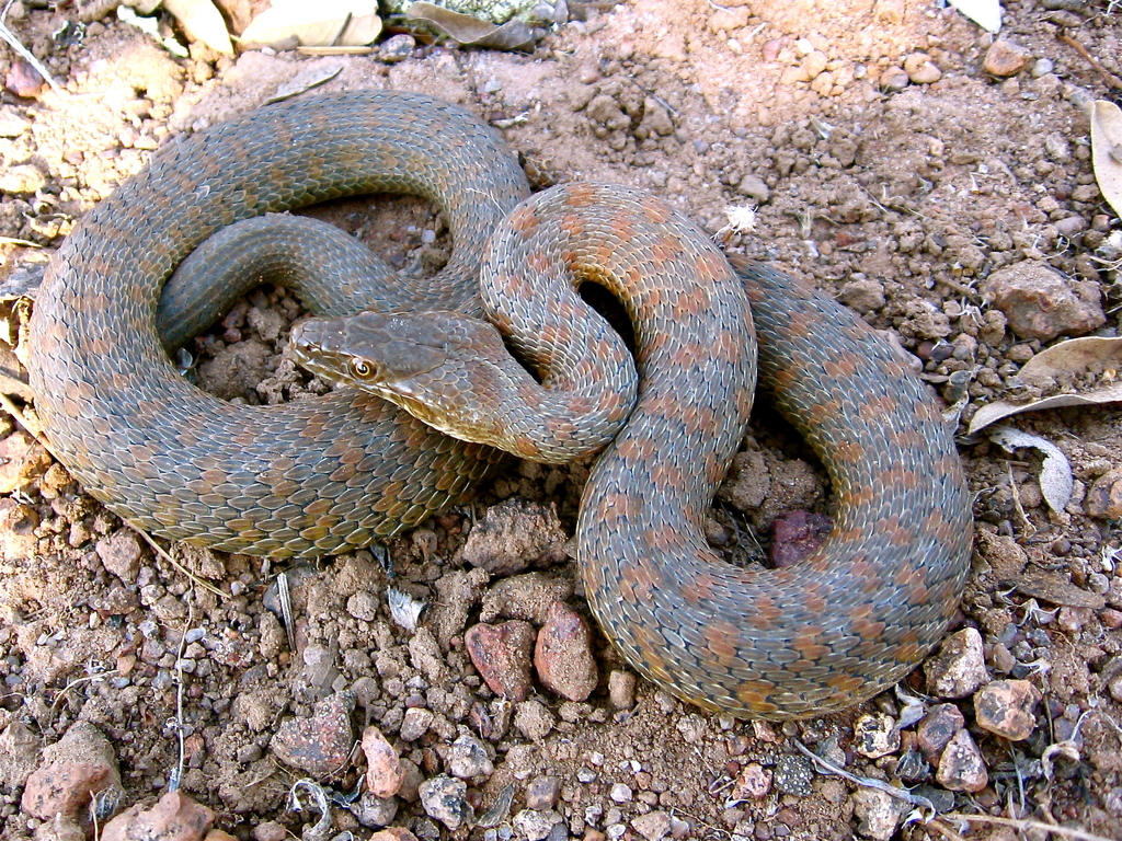 Madrean Narrow Headed Garter Snake Thamnophis Unilabialis Inaturalist Canada