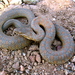 Madrean Narrow-headed Garter Snake - Photo (c) Jorge H. Valdez, some rights reserved (CC BY-NC), uploaded by Jorge H. Valdez