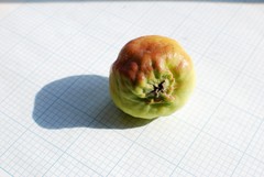 Dysaphis plantaginea