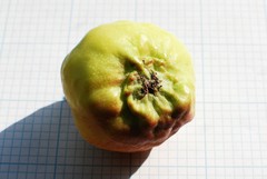 Dysaphis plantaginea