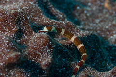 Corythoichthys amplexus