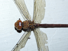 Coryphaeschna diapyra