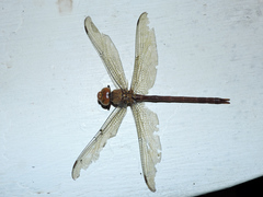 Coryphaeschna diapyra