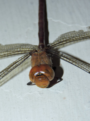 Coryphaeschna diapyra