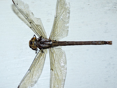 Coryphaeschna diapyra