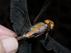 Coryphaeschna diapyra