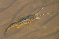 Pimelodus maculatus