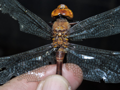 Coryphaeschna diapyra