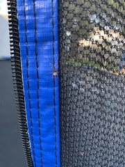 Latrodectus geometricus