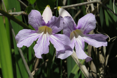 Bignonia callistegioides
