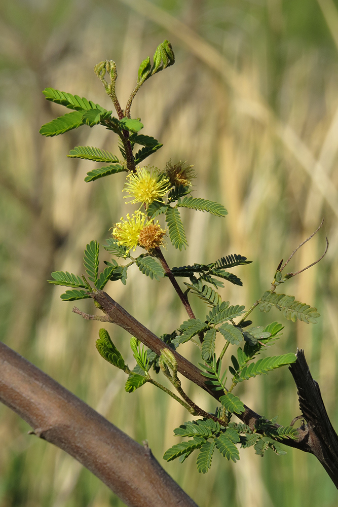 Mimosa bonplandii