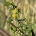 Mimosa bonplandii - Photo (c) Martin Arregui, μερικά δικαιώματα διατηρούνται (CC BY-NC), uploaded by Martin Arregui
