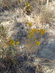 Solidagininae