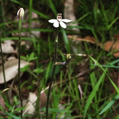 Caladenia prolata