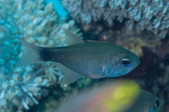 Taeniamia macroptera