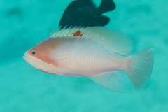 Pseudanthias hypselosoma