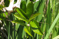 Bignonia callistegioides