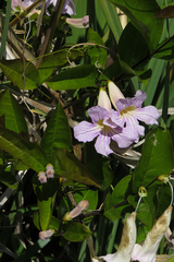 Bignonia callistegioides