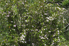 Bignonia callistegioides