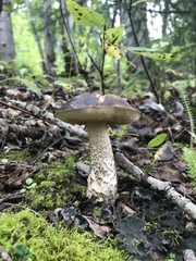 Leccinum alaskanum