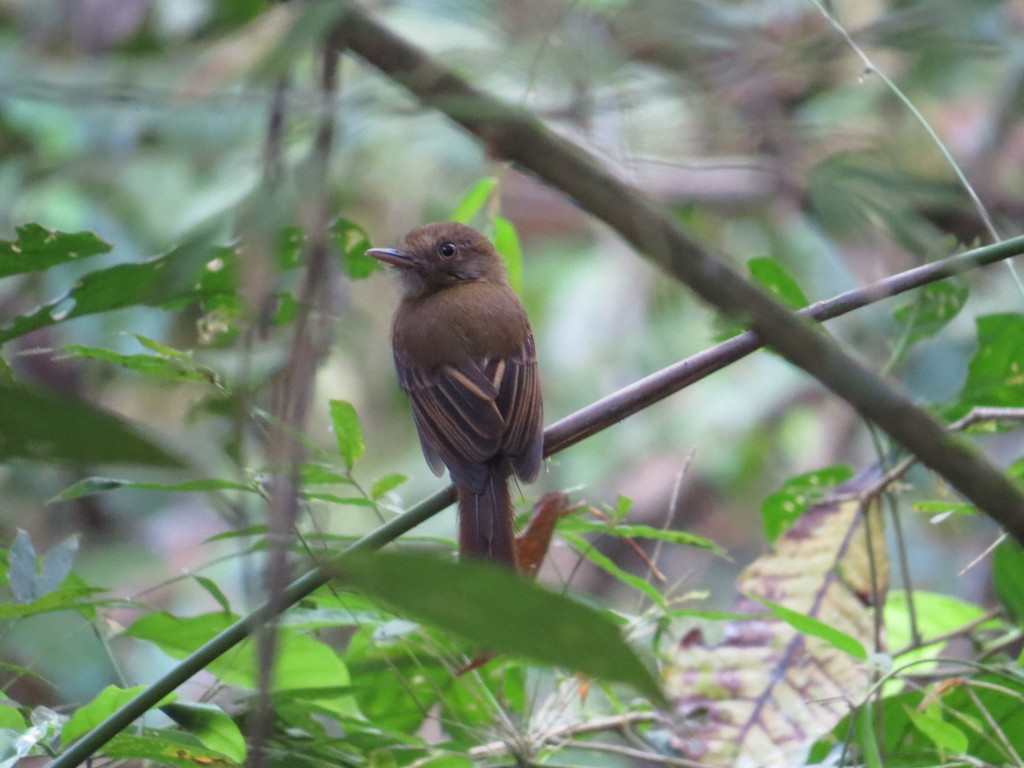 Brownish Twistwing photo