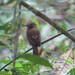 Brownish Twistwing - Photo (c) Clifford Hawley, some rights reserved (CC BY-NC), uploaded by Clifford Hawley