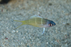 Monotaxis heterodon
