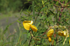 Aeschynomene montevidensis