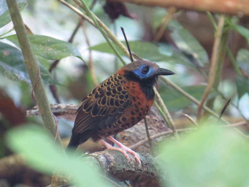 Phaenostictus