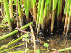Juncus effusus pacificus