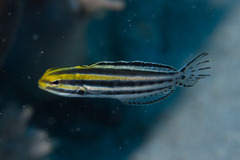 Grammistes Blenny photo 3